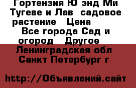 Гортензия Ю энд Ми Тугеве и Лав, садовое растение › Цена ­ 550 - Все города Сад и огород » Другое   . Ленинградская обл.,Санкт-Петербург г.